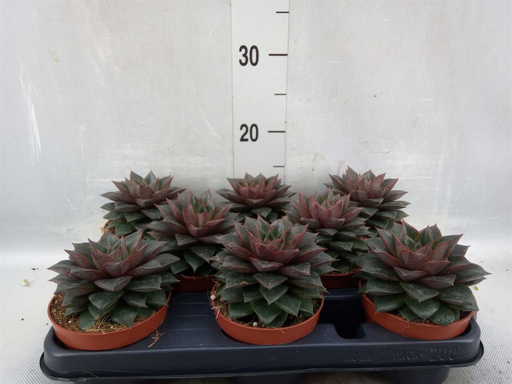 Горшечные цветы и растения оптом Echeveria Purpusorum от 8шт из Голландии с доставкой по России