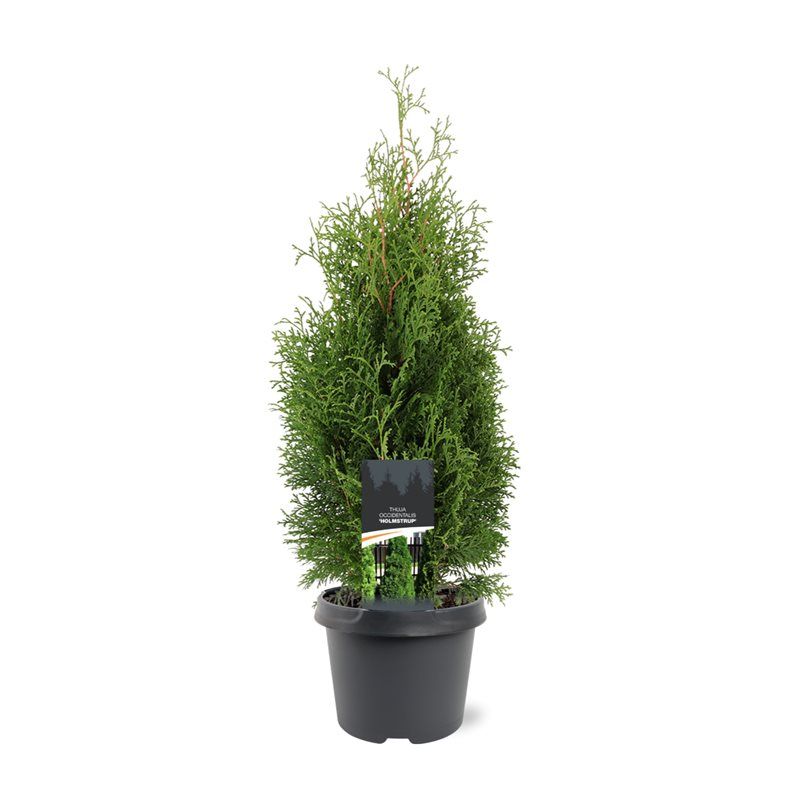 Горшечные цветы и растения оптом Thuja Occ Holmstrup от 1шт из Голландии с доставкой по России
