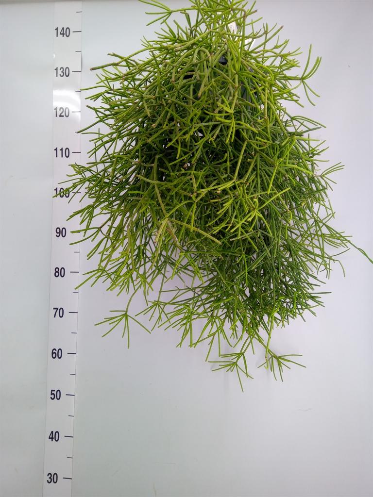 Горшечные цветы и растения оптом Rhipsalis   ... от 1шт из Голландии с доставкой по России