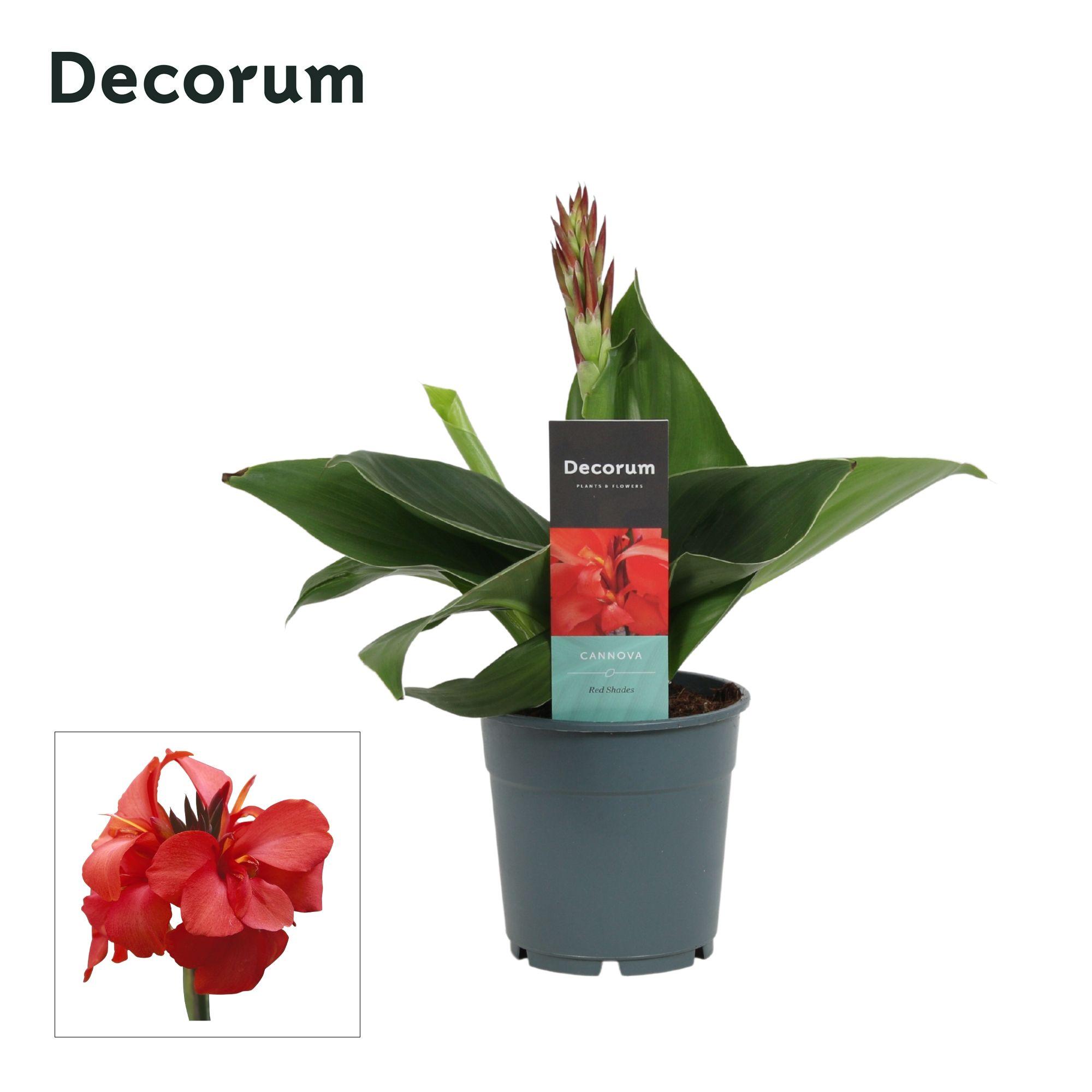 Горшечные цветы и растения оптом Canna Red Shades (decorum) от 10шт из Голландии с доставкой по России
