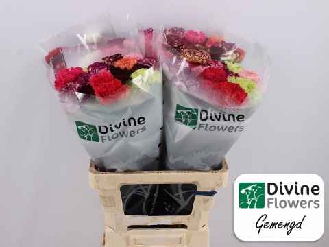 Срезанные цветы оптом Dianthus st rainbow от 80шт из Голландии с доставкой по России