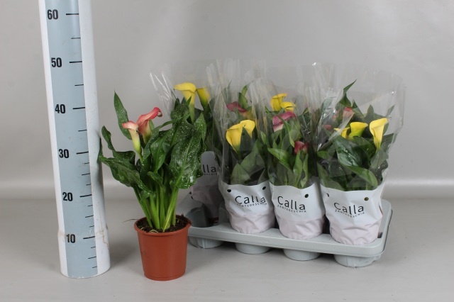 Горшечные цветы и растения оптом Zant Gem 3 Kl от 8шт из Голландии с доставкой по России