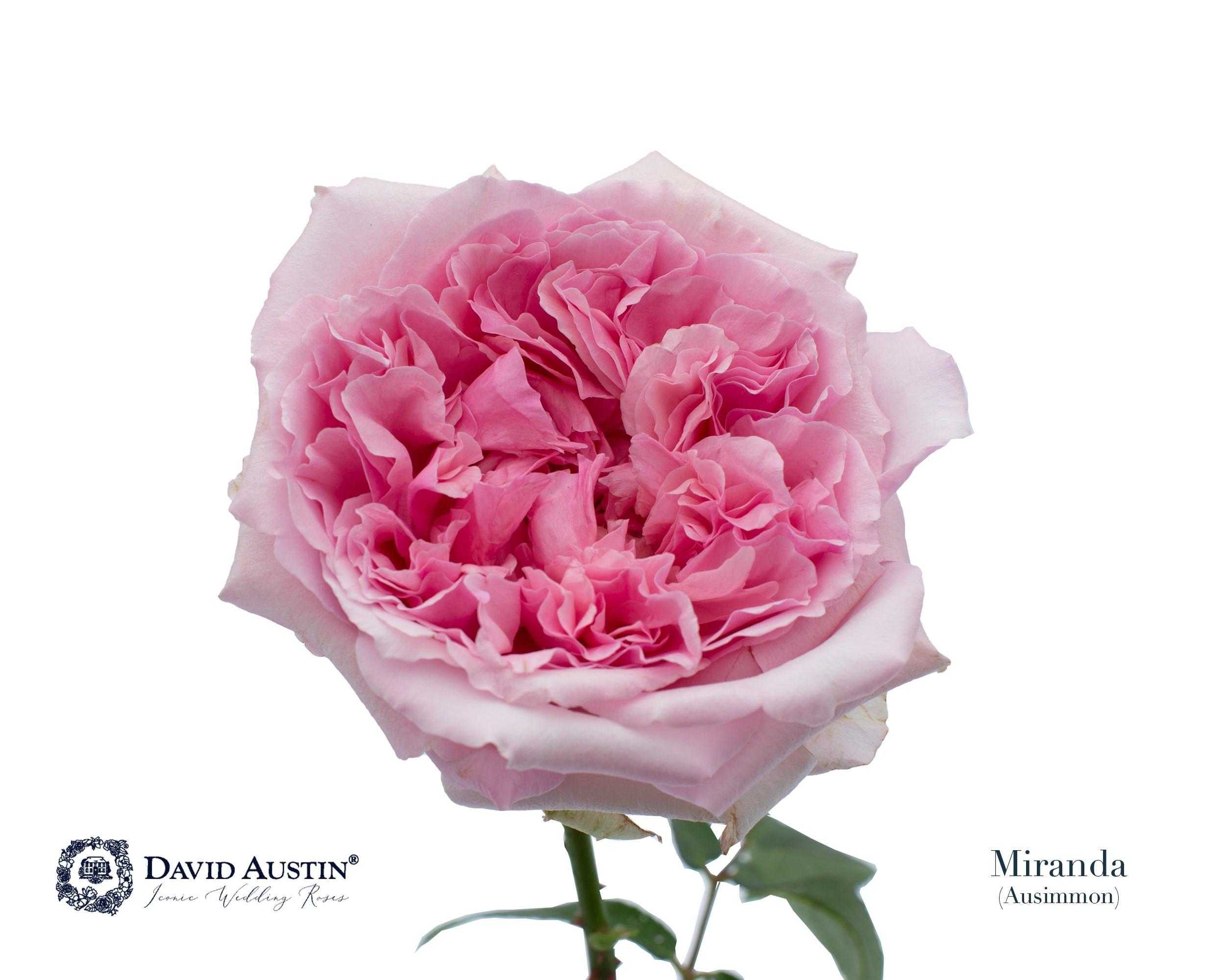 Срезанные цветы оптом Rosa large austin miranda от 24шт из Голландии с доставкой по России