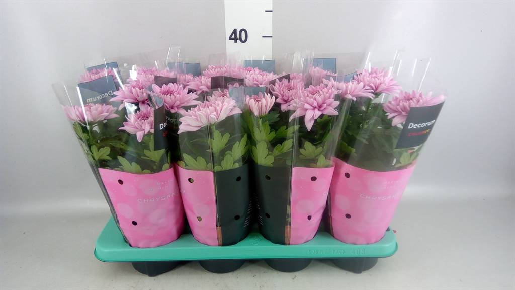 Горшечные цветы и растения оптом Chrysanthemum supernova Pink от 8шт из Голландии с доставкой по России