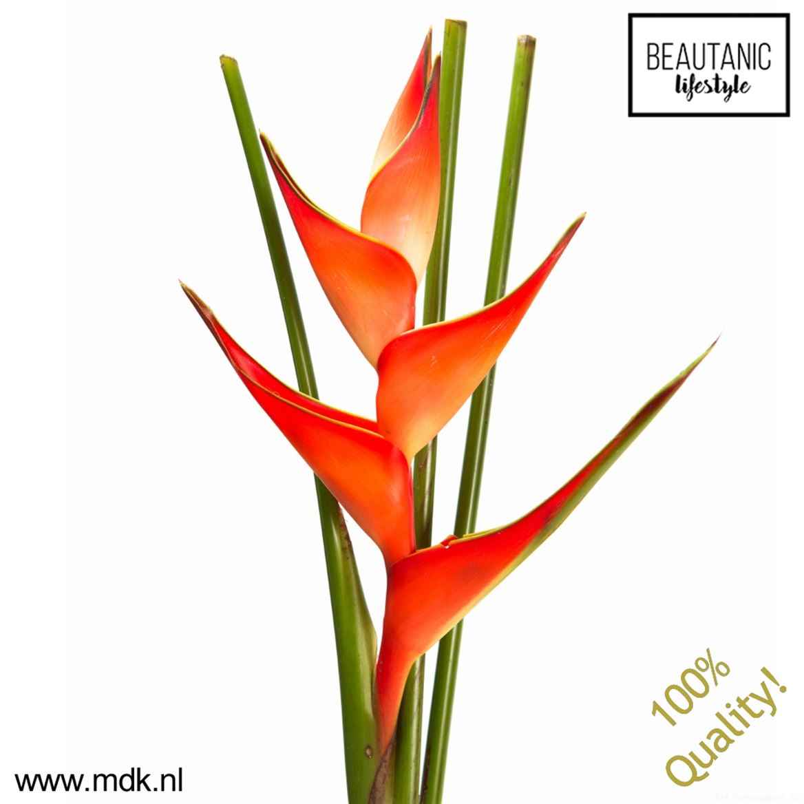 Срезанные цветы оптом Heliconia stricta tropical от 10шт из Голландии с доставкой по России