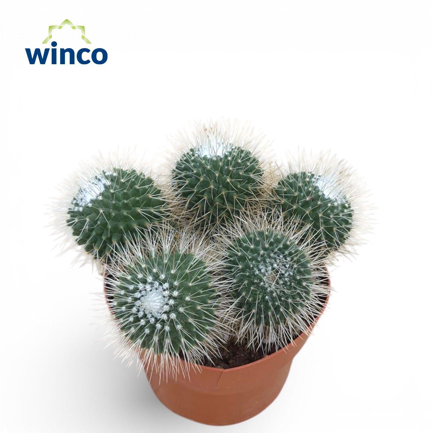 Горшечные цветы и растения оптом Mammillaria Spinosisima Un Pico от 6шт из Голландии с доставкой по России