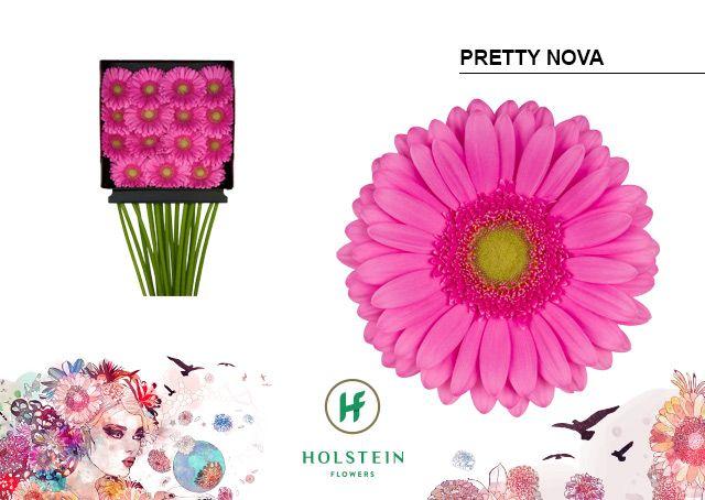 Срезанные цветы оптом Gerbera diamond pretty nova от 15шт из Голландии с доставкой по России