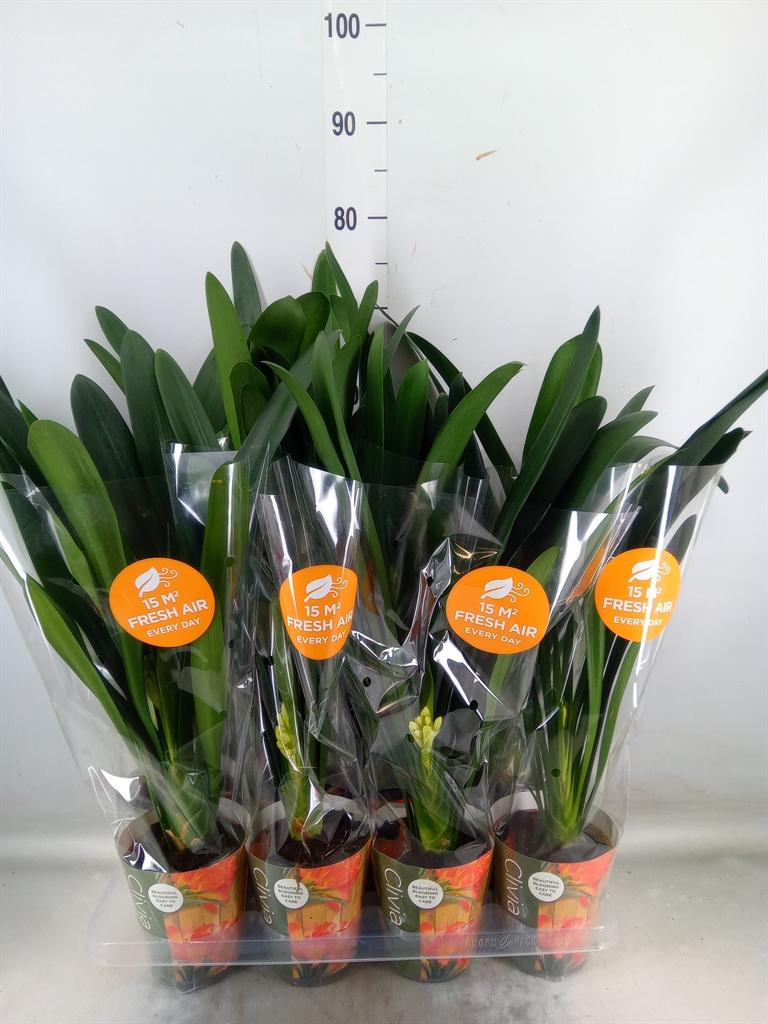 Горшечные цветы и растения оптом Clivia Miniata от 8шт из Голландии с доставкой по России