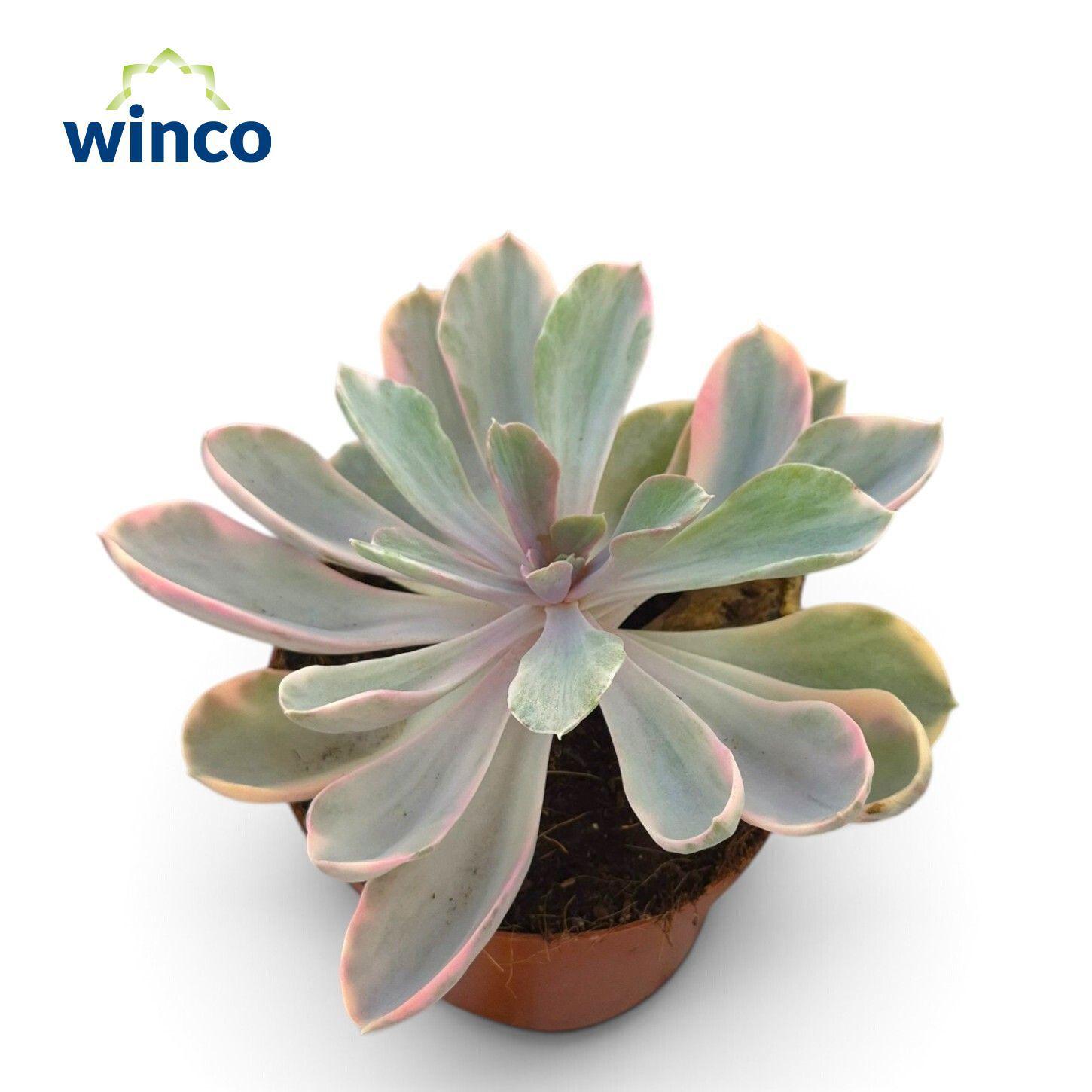 Горшечные цветы и растения оптом Echeveria Rainbow от 6шт из Голландии с доставкой по России
