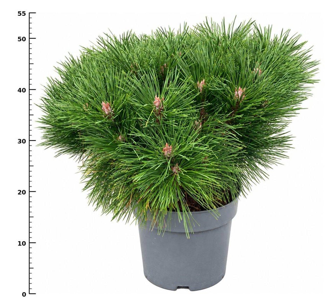 Горшечные цветы и растения оптом Pinus Nigra pierrick Bregeon от 1шт из Голландии с доставкой по России