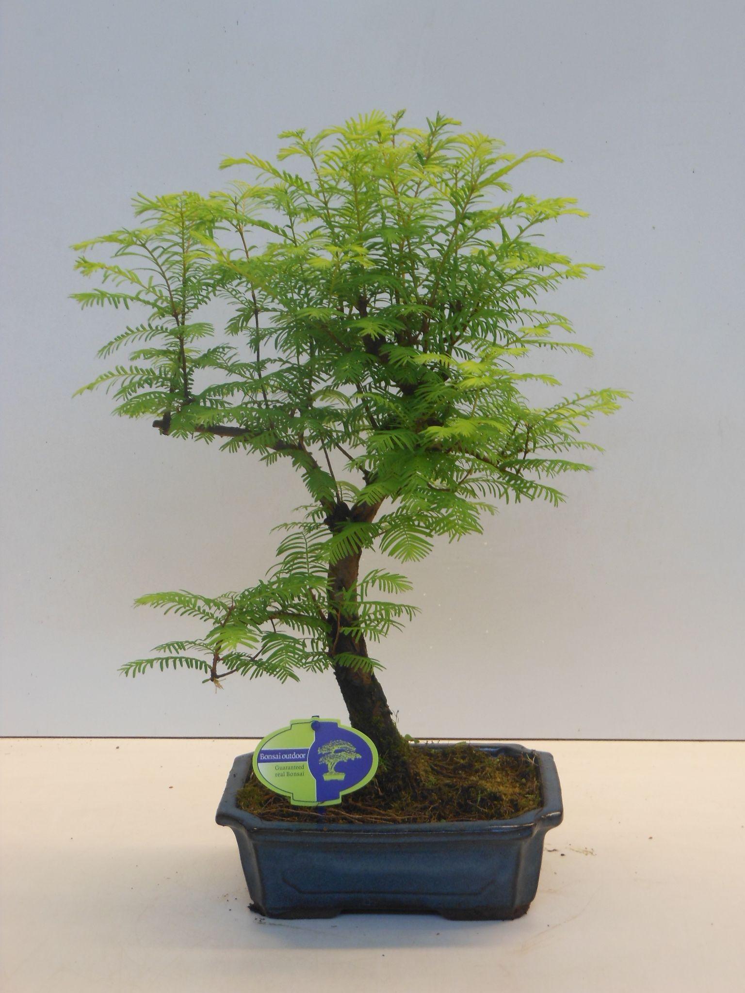 Горшечные цветы и растения оптом Bonsai Metasequoia Glyptostroboides от 2шт из Голландии с доставкой по России