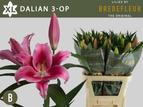 Срезанные цветы оптом Lilium or dalian от 60шт. из Голландии с доставкой по России