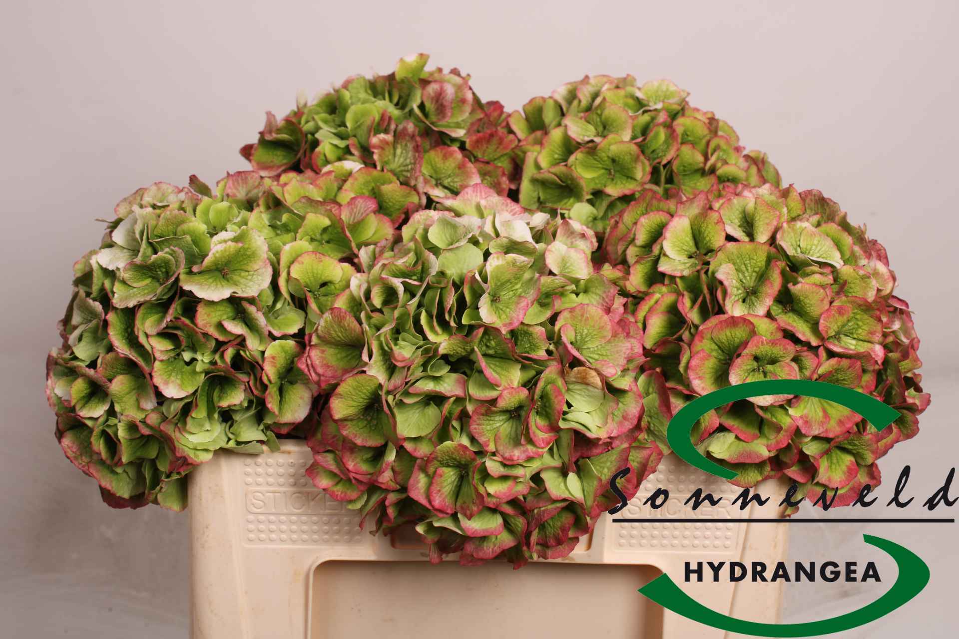 Срезанные цветы оптом Hydrangea от 5шт из Голландии с доставкой по России