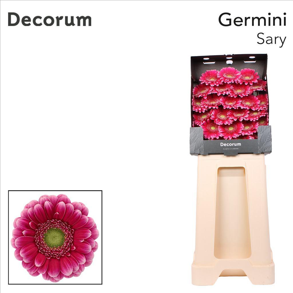 Срезанные цветы оптом Germini diamond sary от 75шт из Голландии с доставкой по России