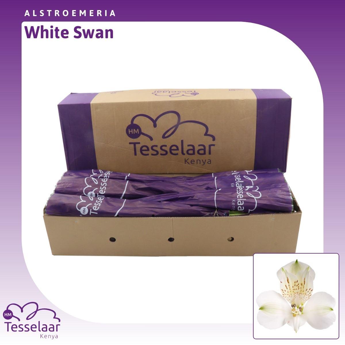 Срезанные цветы оптом Alstroemeria white swan от 180шт из Голландии с доставкой по России