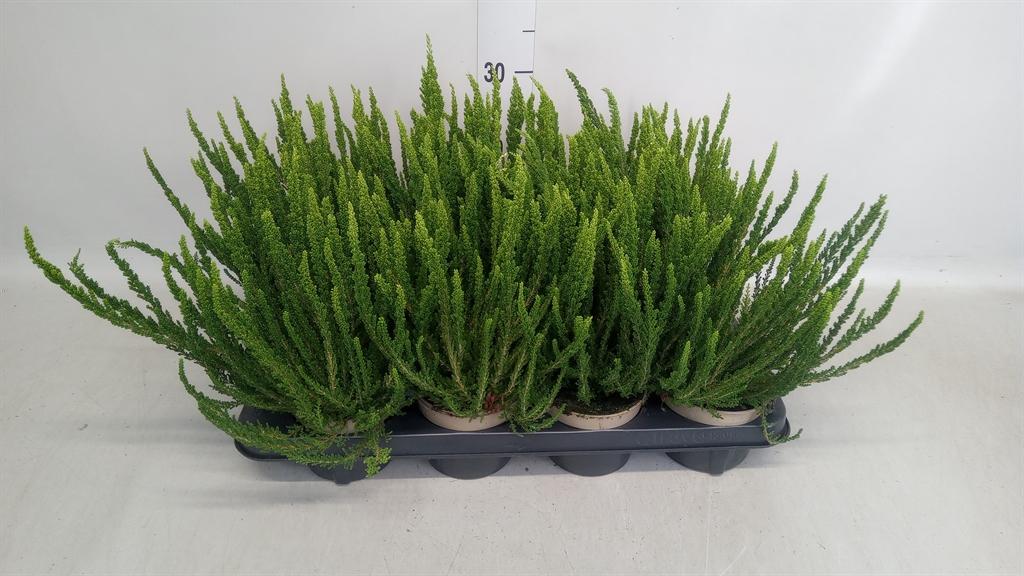 Горшечные цветы и растения оптом Calluna Vulg. garden G Zelia от 8шт из Голландии с доставкой по России
