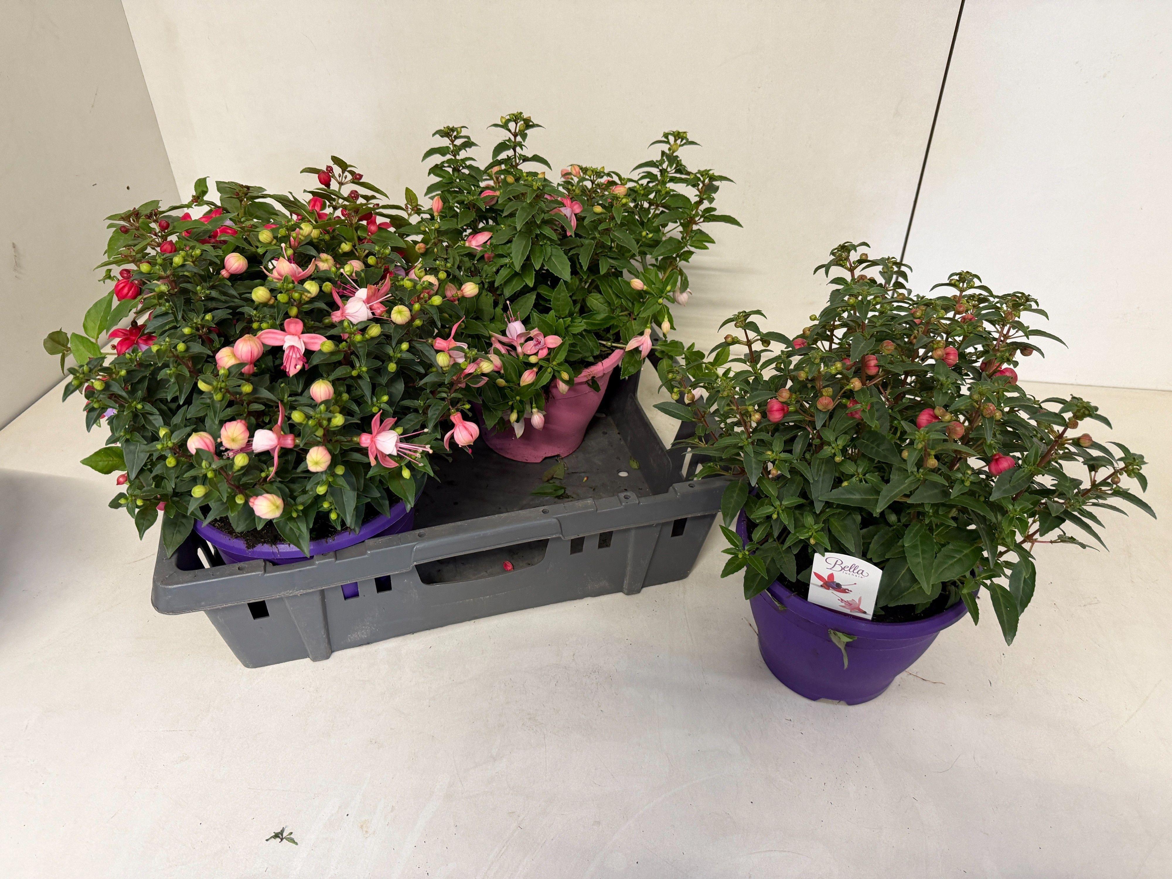Горшечные цветы и растения оптом Fuchsia B F Mixk от 4шт из Голландии с доставкой по России