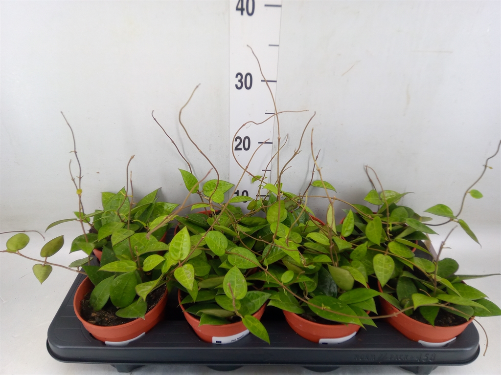 Горшечные цветы и растения оптом Hoya   ... от 8шт из Голландии с доставкой по России