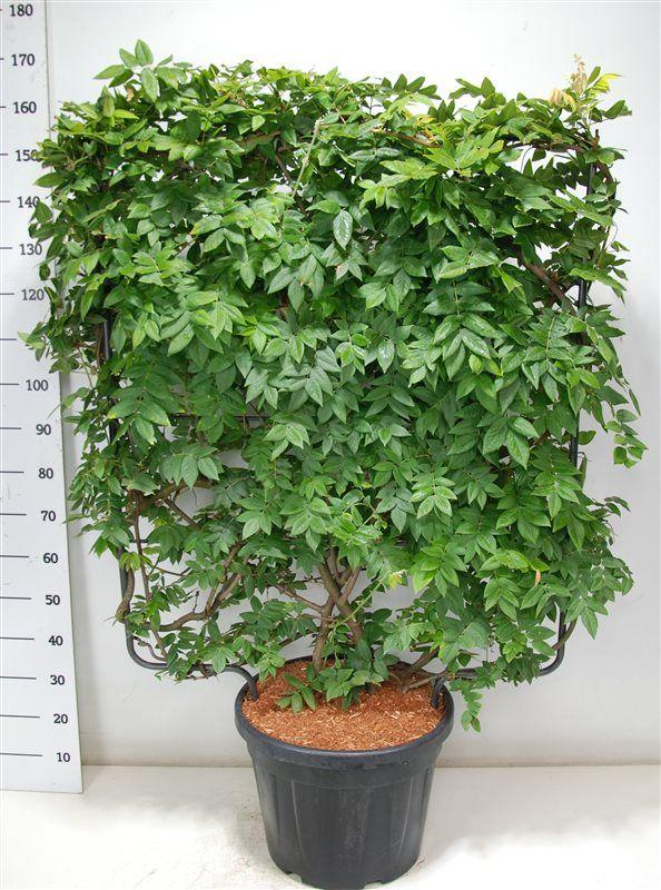 Горшечные цветы и растения оптом Wisteria Brach Yokohama Fuji от 1шт из Голландии с доставкой по России