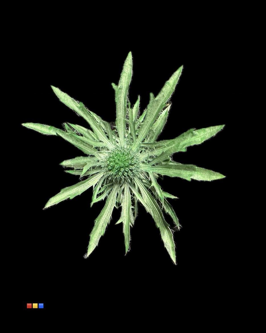 Срезанные цветы оптом Eryngium paint metallic green от 40шт из Голландии с доставкой по России