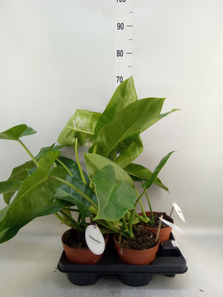 Горшечные цветы и растения оптом Philodendron   ... от 4шт из Голландии с доставкой по России