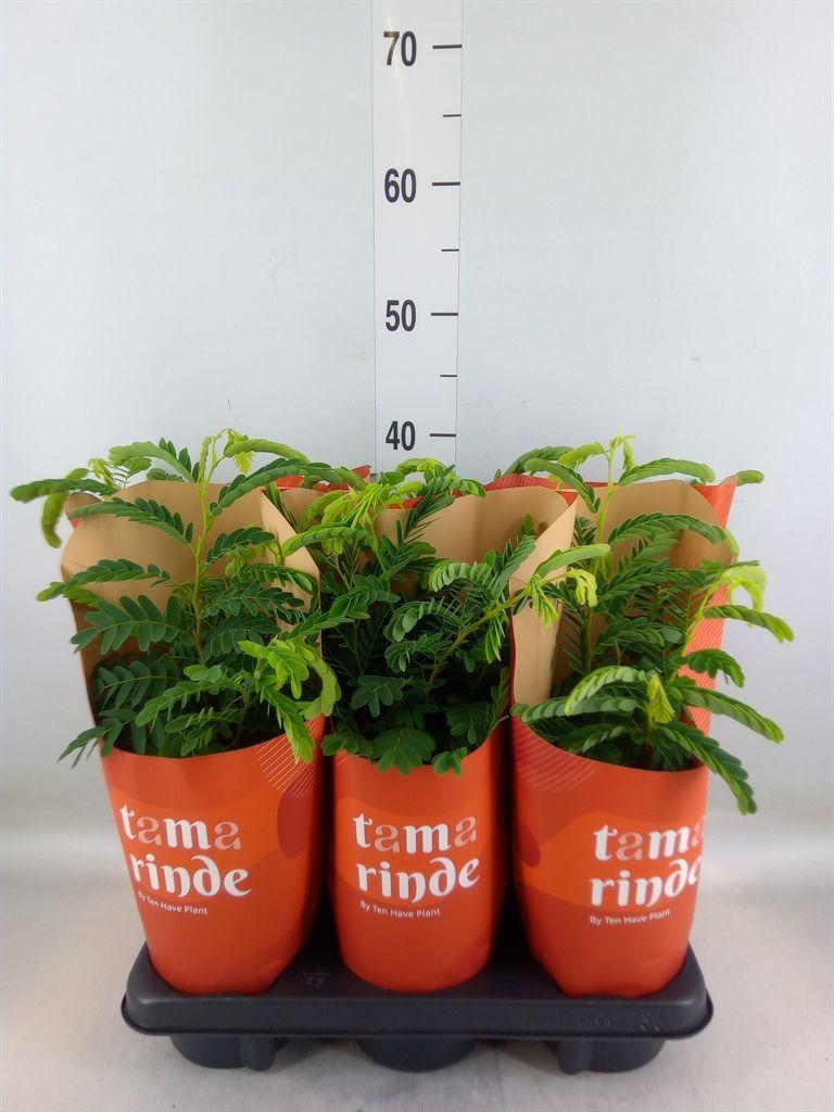 Горшечные цветы и растения оптом Tamarindus Indica от 6шт из Голландии с доставкой по России