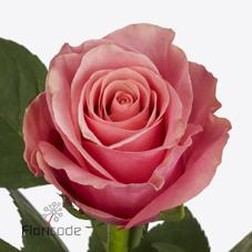 Срезанные цветы оптом Rosa large light pink tacazzi+ от 80шт из Голландии с доставкой по России