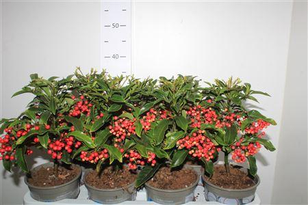 Горшечные цветы и растения оптом Ardis Crenata 33+ от 7шт из Голландии с доставкой по России