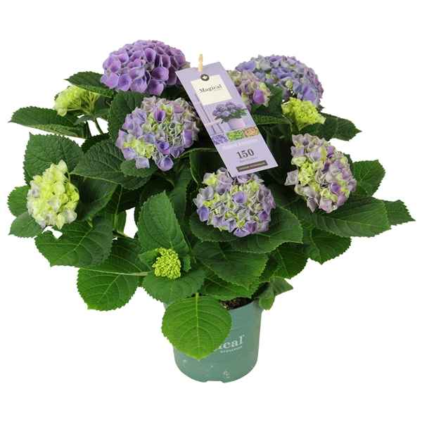 Горшечные цветы и растения оптом Hydrangea Magical Evolution ® Blue 5/6 Flowers от 6шт из Голландии с доставкой по России