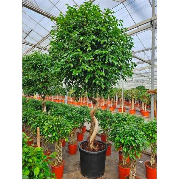 Горшечные цветы и растения оптом Ficus Be Exotica Spiral  Stem от 1шт из Голландии с доставкой по России