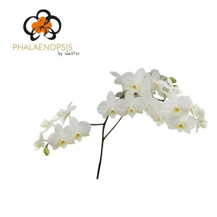 Срезанные цветы оптом Phalaenopsis venice (per stem) от 30шт из Голландии с доставкой по России