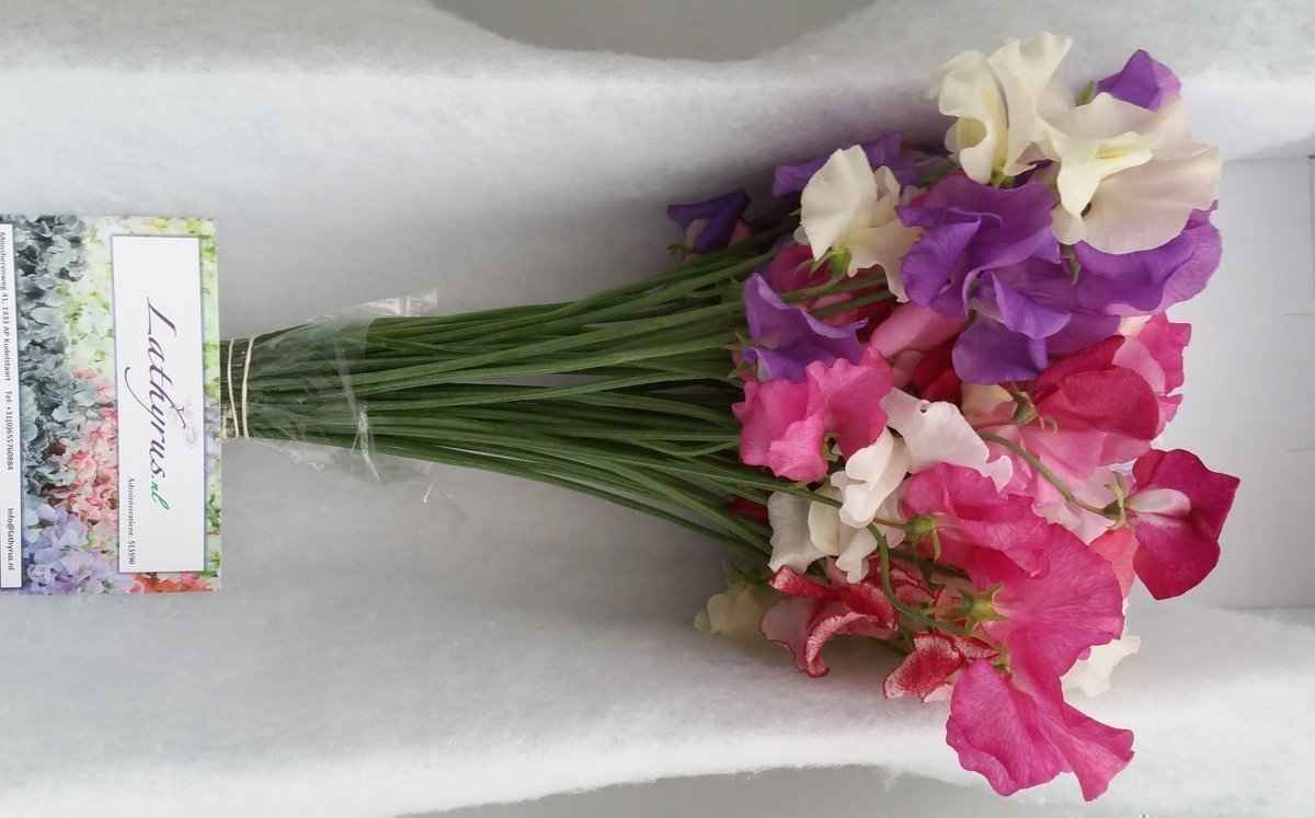 Срезанные цветы оптом Lathyrus mix in bunch от 30шт из Голландии с доставкой по России
