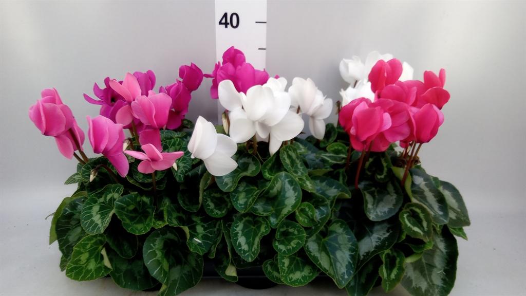 Горшечные цветы и растения оптом Cyclamen Gr leopardo от 6шт (для телеги) из Голландии с доставкой по России