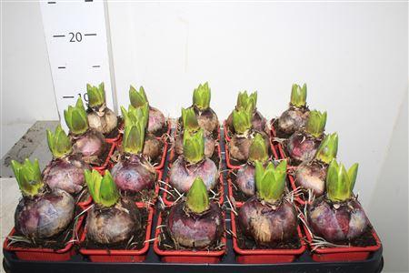 Горшечные цветы и растения оптом Hyacin Jan Bos от 20шт (для телеги) из Голландии с доставкой по России