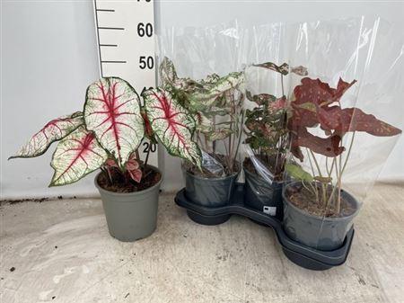 Горшечные цветы и растения оптом Calad Gem от 3шт из Голландии с доставкой по России