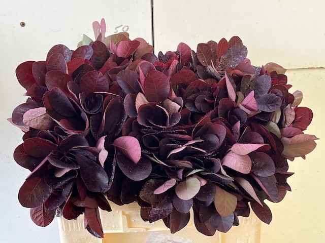 Срезанные цветы оптом Cotinus royal purple от 100шт из Голландии с доставкой по России