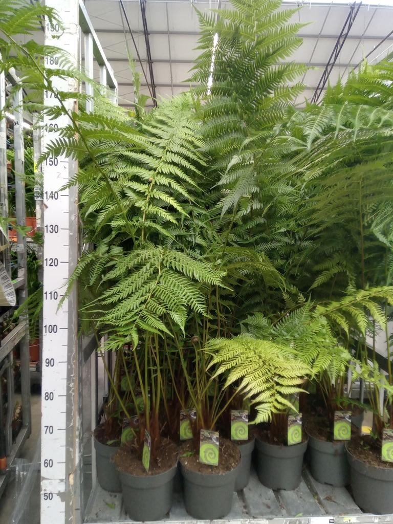 Горшечные цветы и растения оптом Dicksonia Antarctica от 1шт из Голландии с доставкой по России