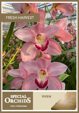 Срезанные цветы оптом Cymbidium pink vivien от 4шт. из Голландии с доставкой по России