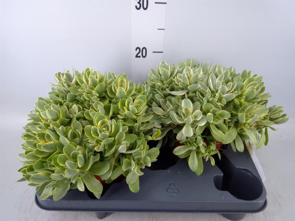Горшечные цветы и растения оптом Crassula   ... от 2шт из Голландии с доставкой по России