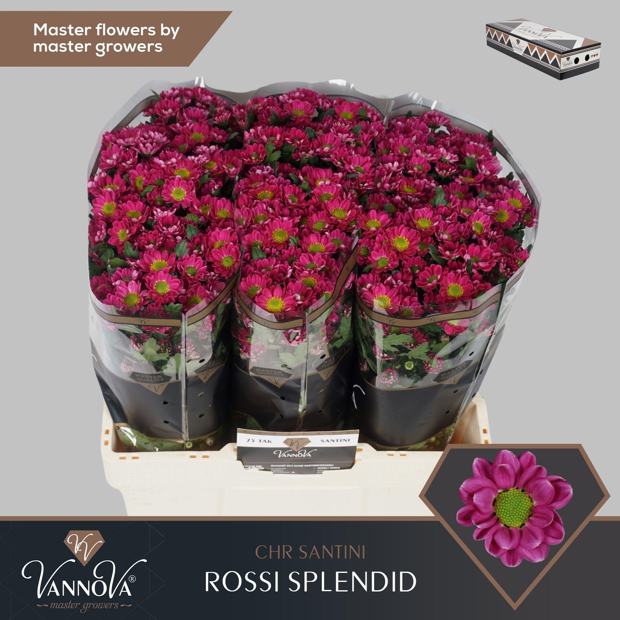 Срезанные цветы оптом Chrys sa rossi splendid от 75шт. из Голландии с доставкой по России