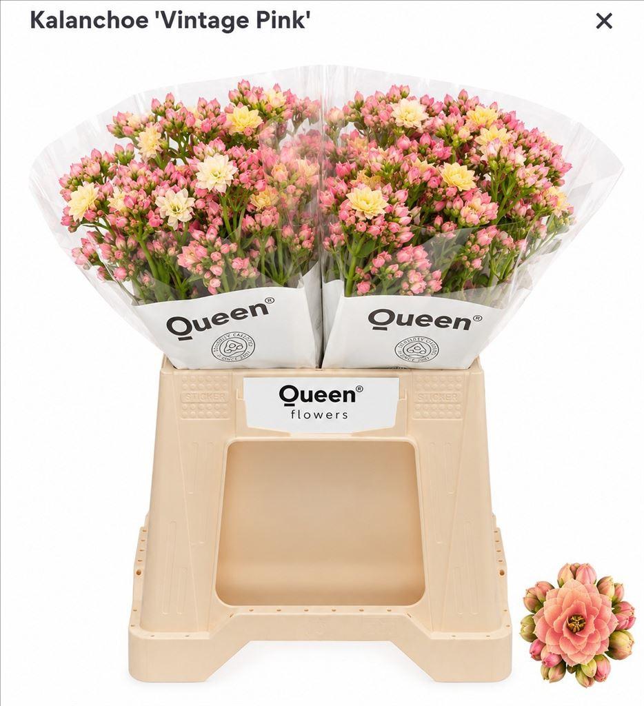 Срезанные цветы оптом Kalanchoe shocking pink meadow от 20шт из Голландии с доставкой по России