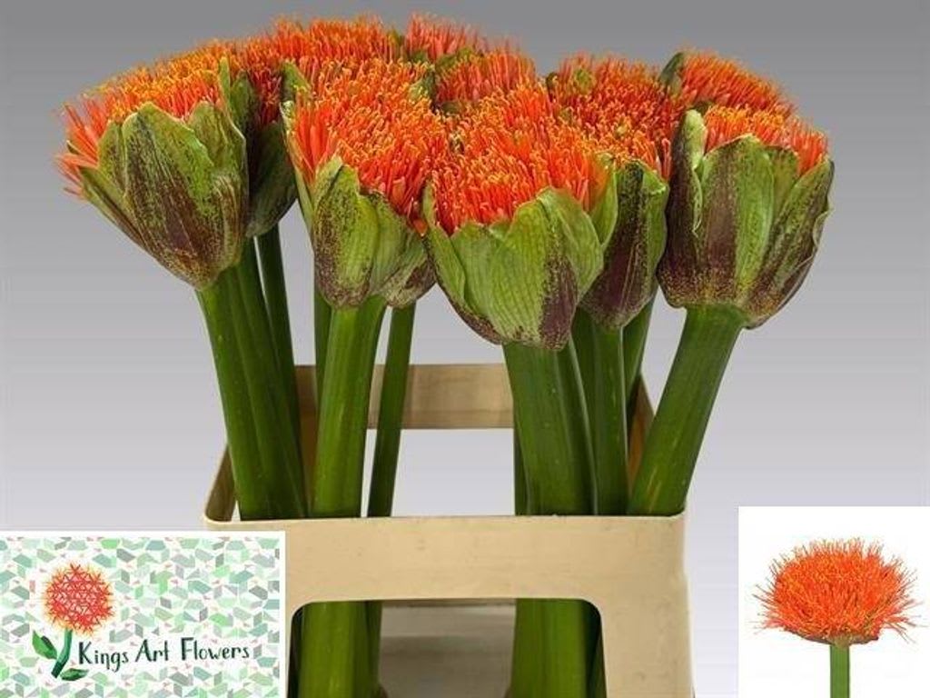 Срезанные цветы оптом Scadoxus kings orange от 20шт из Голландии с доставкой по России