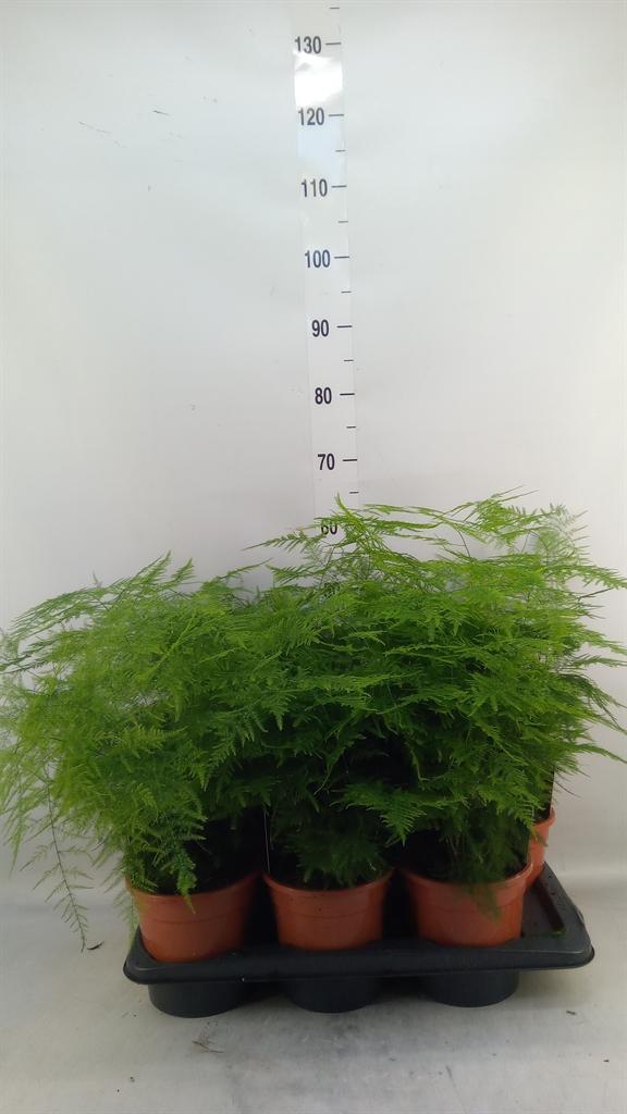 Горшечные цветы и растения оптом Asparagus Setaceus от 6шт из Голландии с доставкой по России