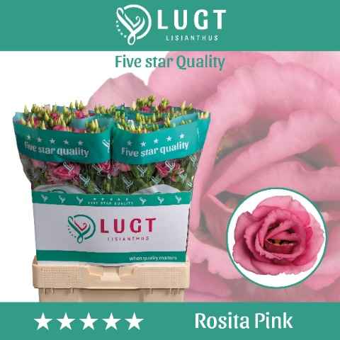 Срезанные цветы оптом Lisianthus do rosita pink от 60шт из Голландии с доставкой по России