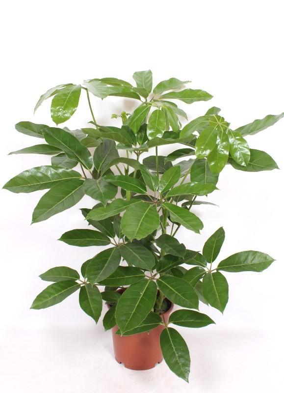 Горшечные цветы и растения оптом Schefflera Amate от 1шт из Голландии с доставкой по России