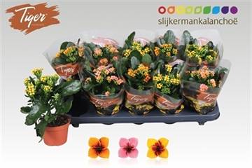 Горшечные цветы и растения оптом Kalanchoe Tiger Mix от 10шт из Голландии с доставкой по России