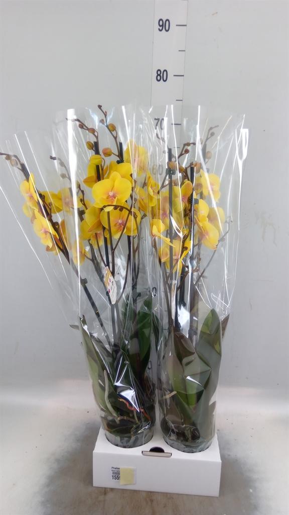 Горшечные цветы и растения оптом Phalaenopsis   ...yellow от 4шт из Голландии с доставкой по России