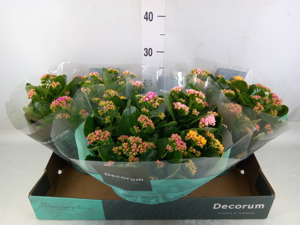Горшечные цветы и растения оптом Kalanchoe Blos.   ..rosebud Mix/pot от 3шт из Голландии с доставкой по России