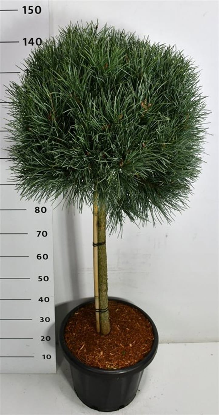 Горшечные цветы и растения оптом Pinus Sylv Watereri On Stem от 1шт из Голландии с доставкой по России