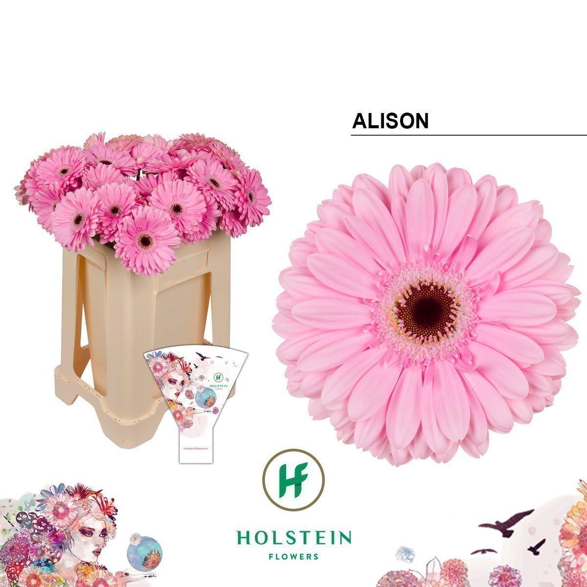 Срезанные цветы оптом Gerbera alison от 40шт из Голландии с доставкой по России